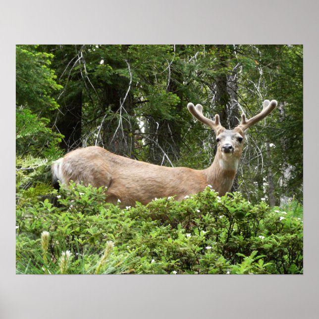 Poster Yosemite Deer Nature Photographie (Devant)