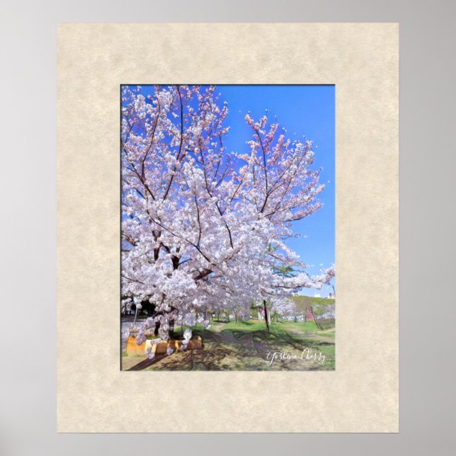 Poster Yoshino Cherry (Devant)