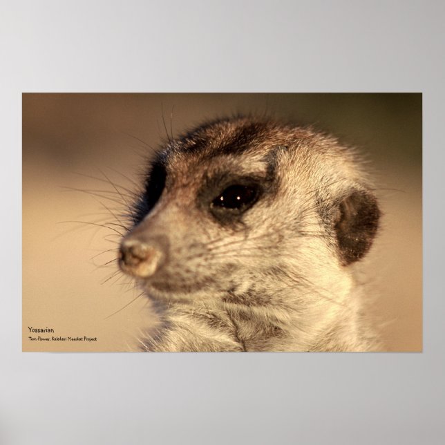 Poster Yossarian - Collection Whiskers Royal (Devant)