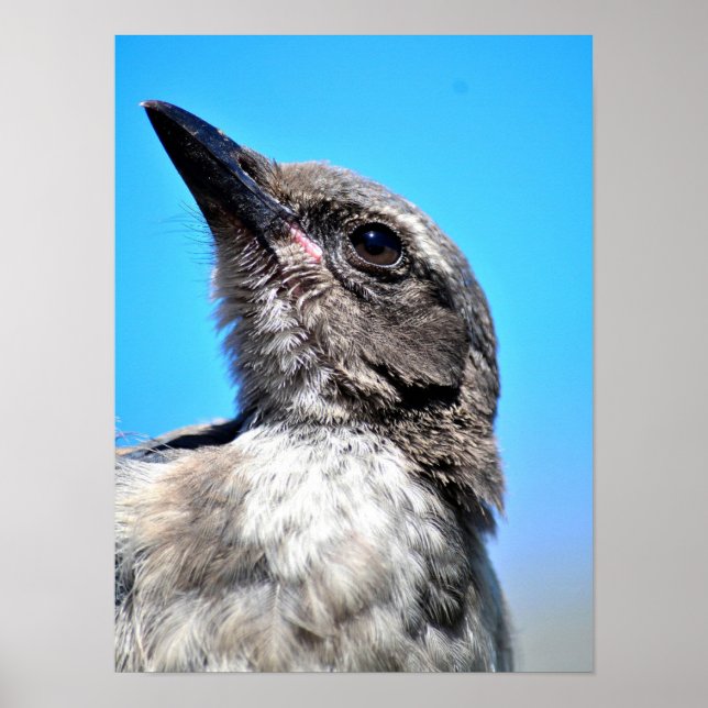 Poster Young Blue Jay (Devant)