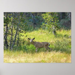 Poster Young Buck in Yosemite, CA