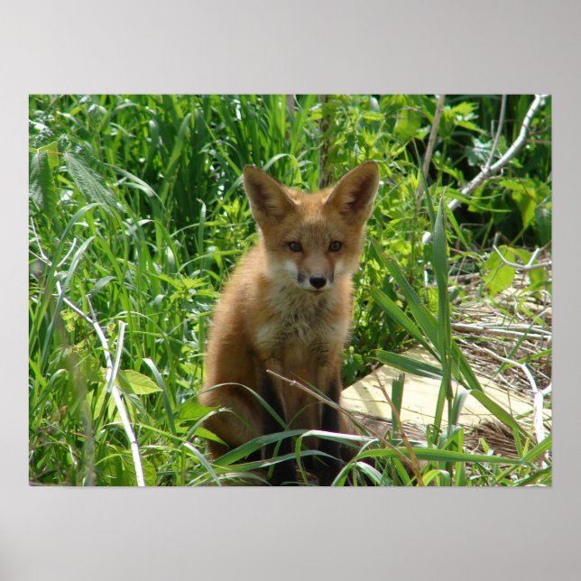 Poster Young Fox (Devant)