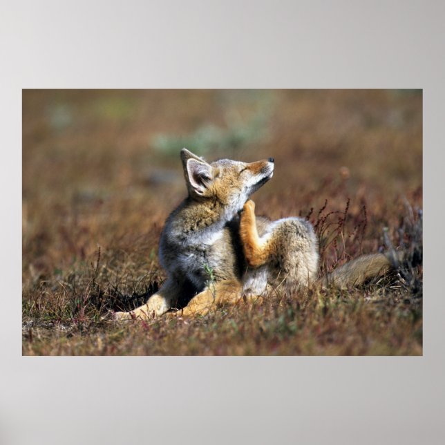 Poster Young Gray Fox at Torres Del Paine National Park (Devant)