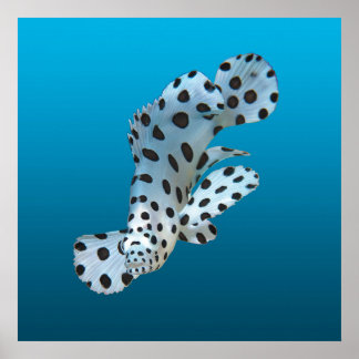 Poster Young Grouper - Gradient blue background | 