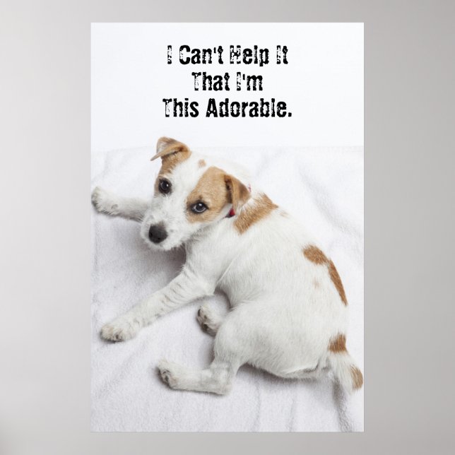 Poster Young Jack Russell Terrier (Devant)