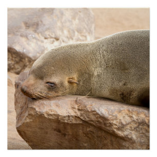 Poster Young sea lion