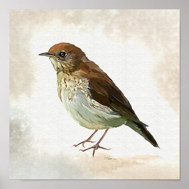 Poster Young Song Thrush in snow (Devant)