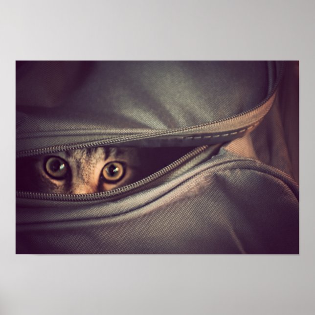 Poster Young Tabby (Devant)