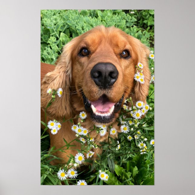 Poster Your Dog Image Here (Devant)