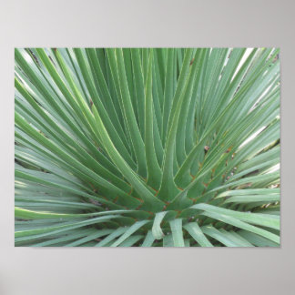 Poster Yucca
