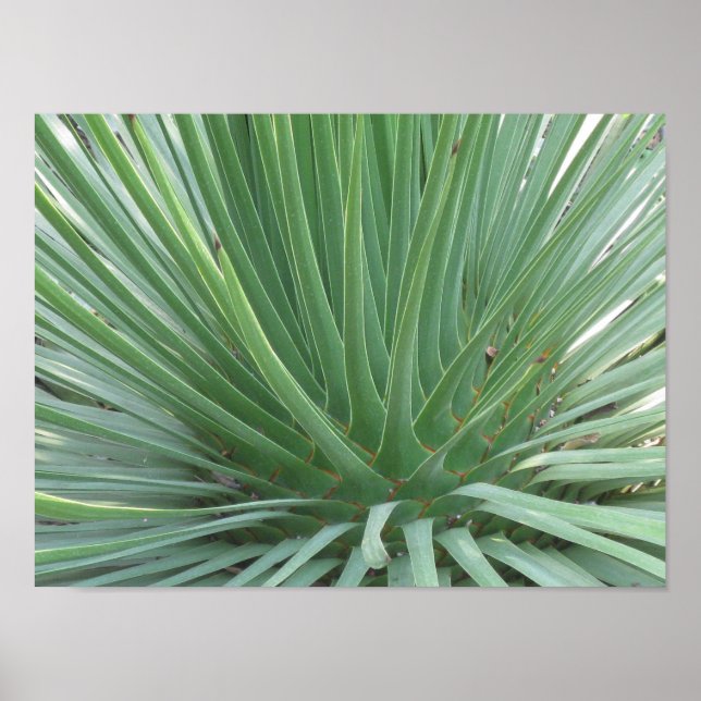 Poster Yucca (Devant)