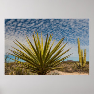 Poster Yucca Dans Le Désert, Mexique