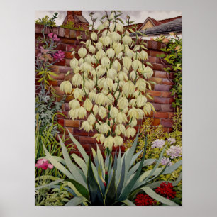 Poster Yucca fleurissant