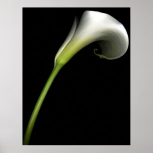 Poster Zantedeschia