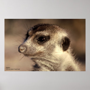 Poster Zaphod - Collection de Whiskers Royaux