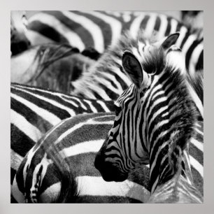 Poster Zebra
