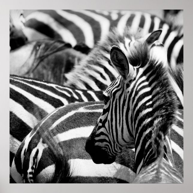 Poster Zebra (Devant)