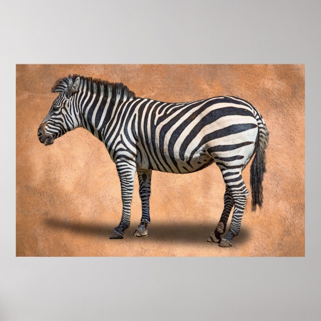POSTER ZEBRA (Devant)
