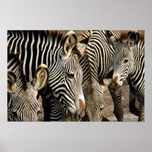 Poster Zebra