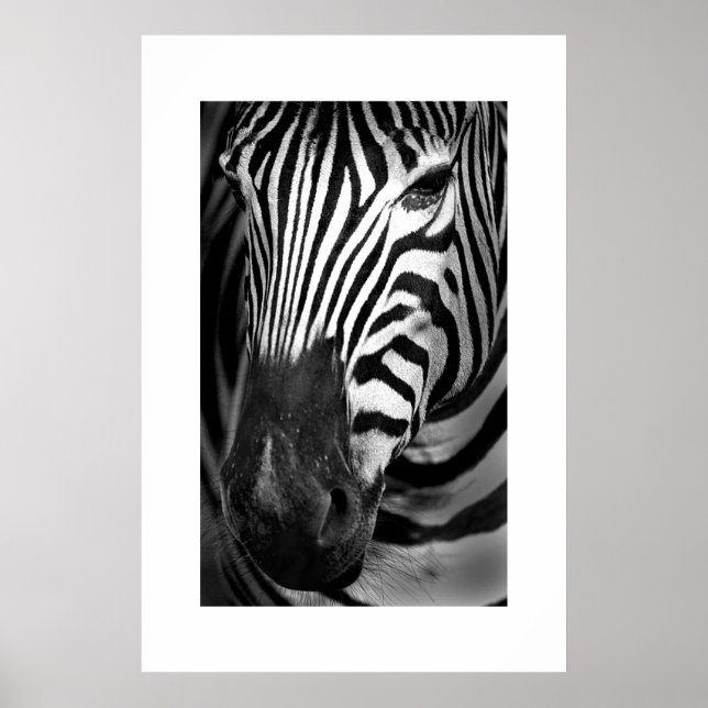 Poster Zebra #1 (Devant)