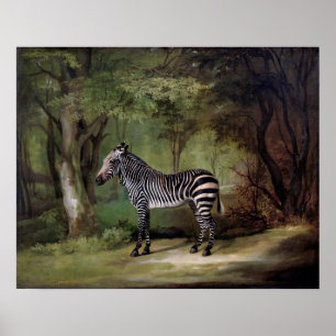 Poster Zebra (1763)