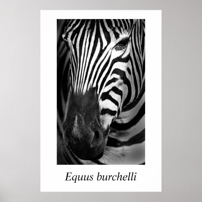 Poster Zebra #1 Equus burchelli (Devant)