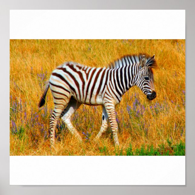 Poster Zebra Baby (Devant)