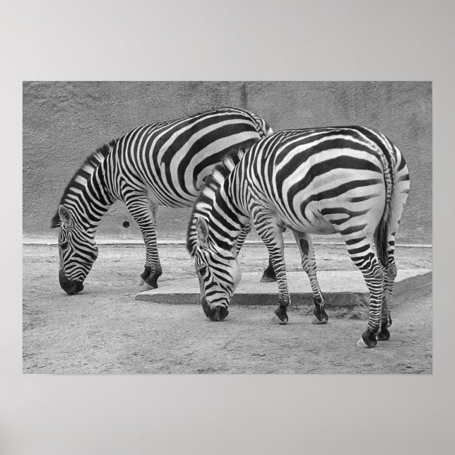 Poster Zebra Buddies (Devant)