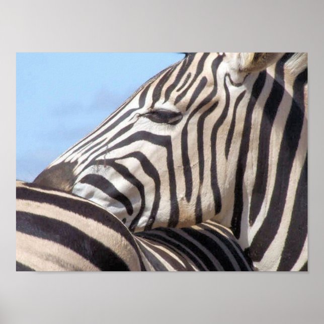 Poster Zebra Canvas Print (Devant)