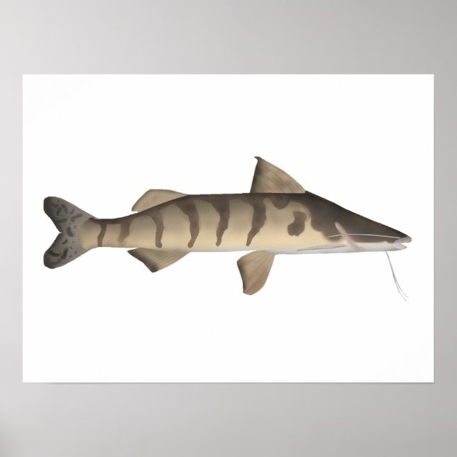 Poster Zebra Catfish (Devant)