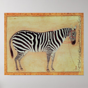 Poster Zebra, de l'"Album Minto", Mughal, 1621,