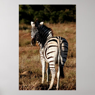 Poster Zebra derrière l'affiche
