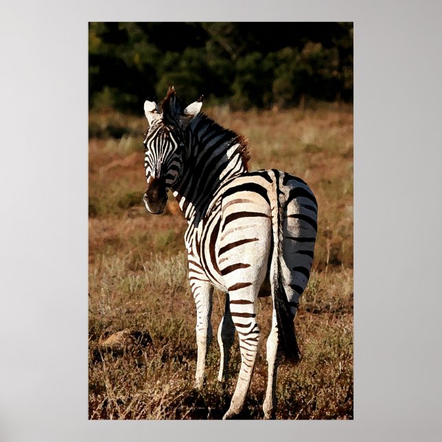 Poster Zebra derrière l'affiche (Devant)
