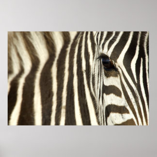 Poster Zebra Eye