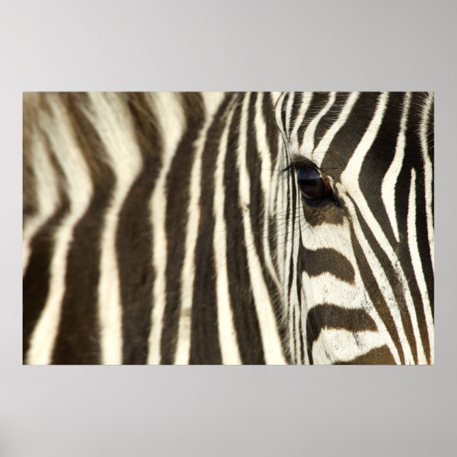 Poster Zebra Eye (Devant)