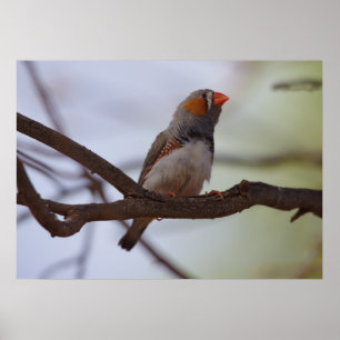 Poster Zebra-finch