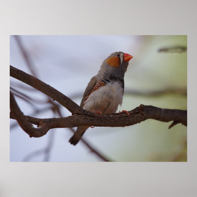 Poster Zebra-finch (Devant)