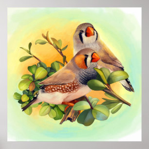 Poster Zebra finch