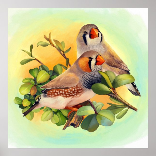 Poster Zebra finch (Devant)