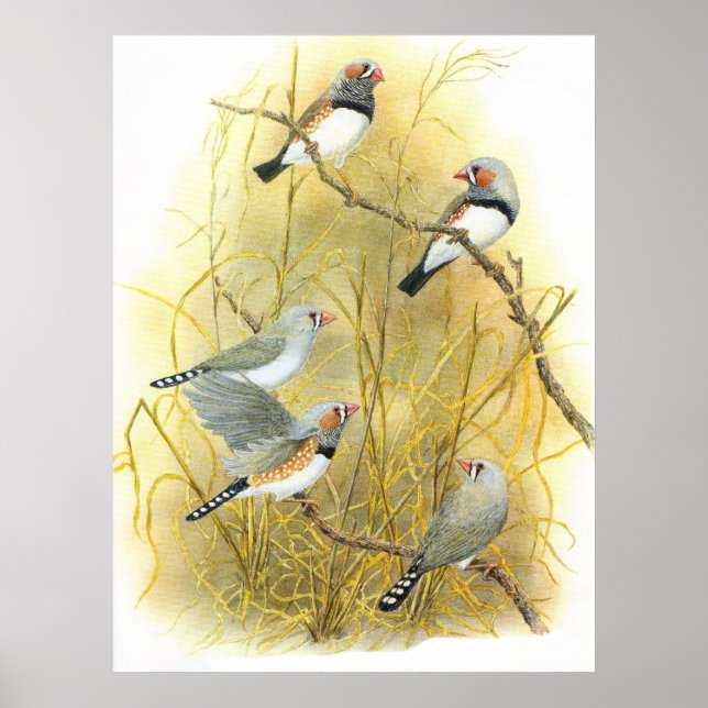 Poster Zebra Finch Group - Taeniopygia guttata (Devant)