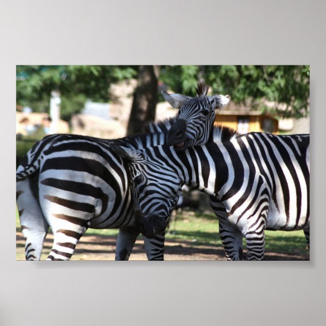 Poster Zebra Friends (Devant)