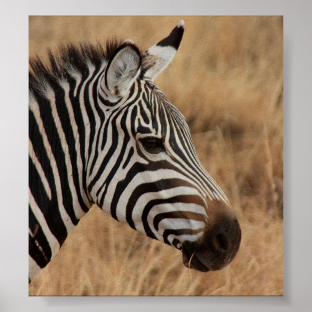 Poster Zebra Head (Devant)