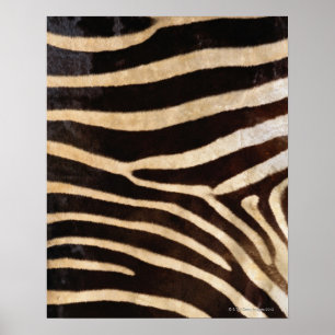 Poster Zebra hide 2