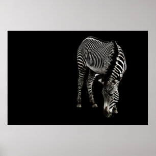 Poster Zebra P4435 Imprimer