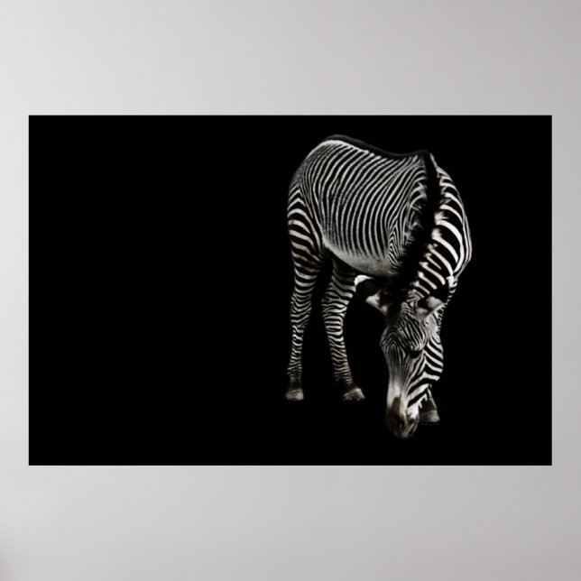 Poster Zebra P4435 Imprimer (Devant)