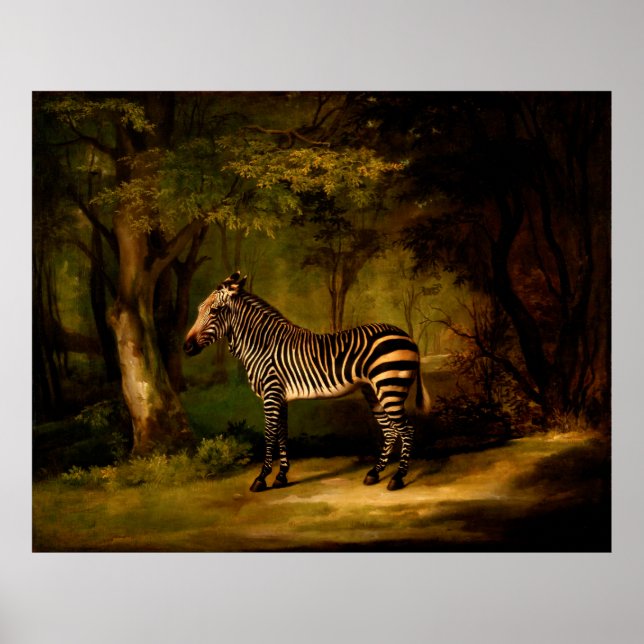 Poster Zebra par George Stubbs (1763) (Devant)