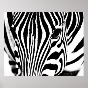 Poster Zebra portrait noir et blanc
