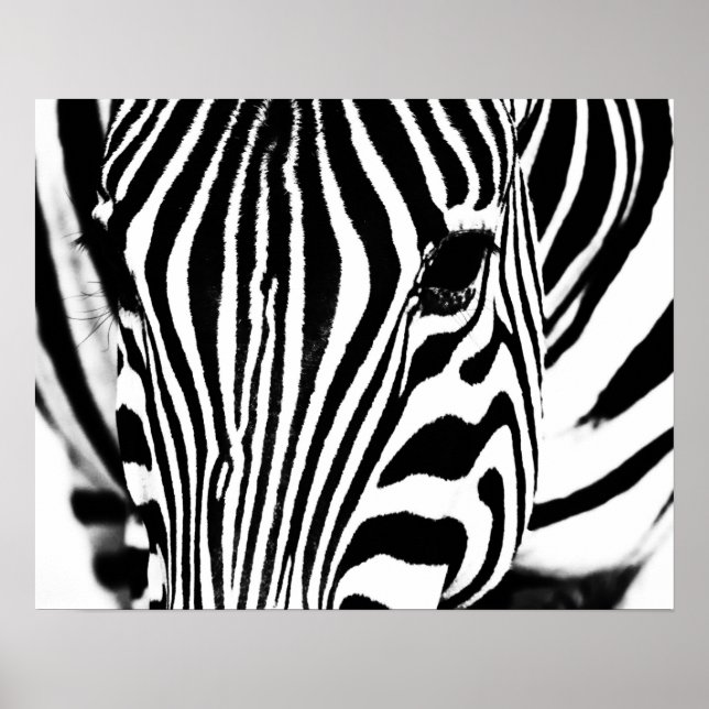 Poster Zebra portrait noir et blanc (Devant)