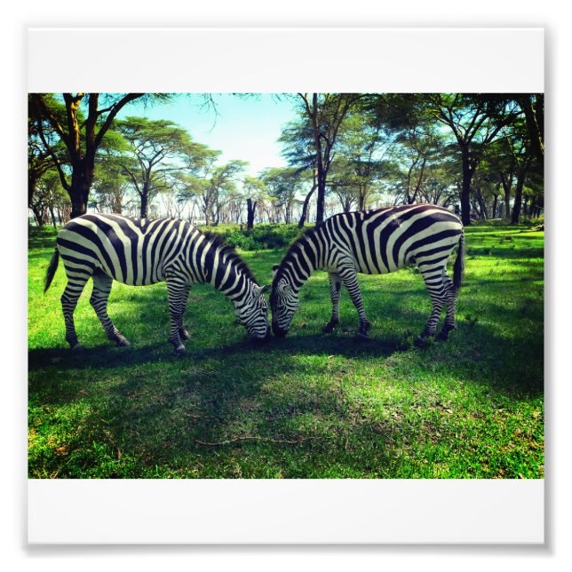Poster Zebra pour les amoureux de l'Afrique (Devant)