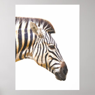 Poster Zebra profil portrait animal jungle
